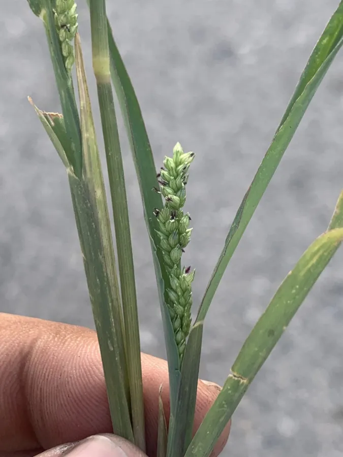 Echinochloa colonum
