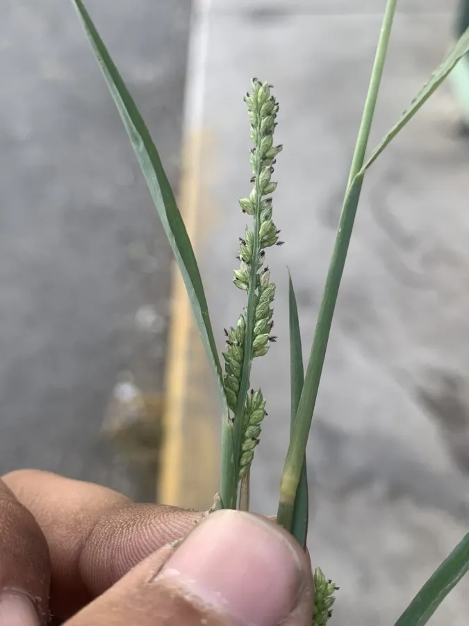 Echinochloa colonum