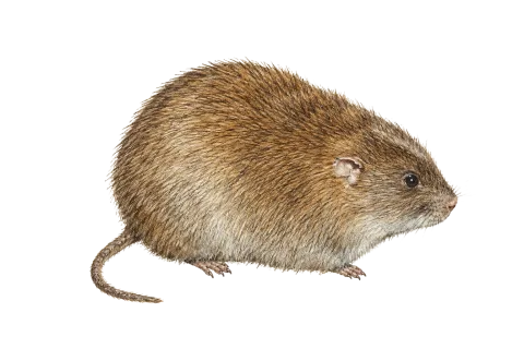 Short-tailed Nesokia