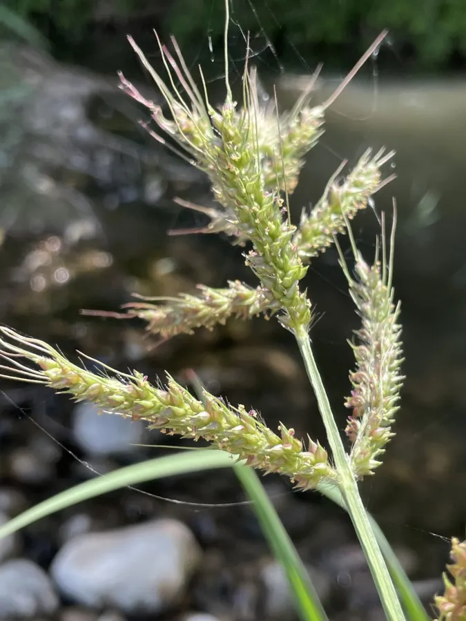 Echinochloa crus-galli