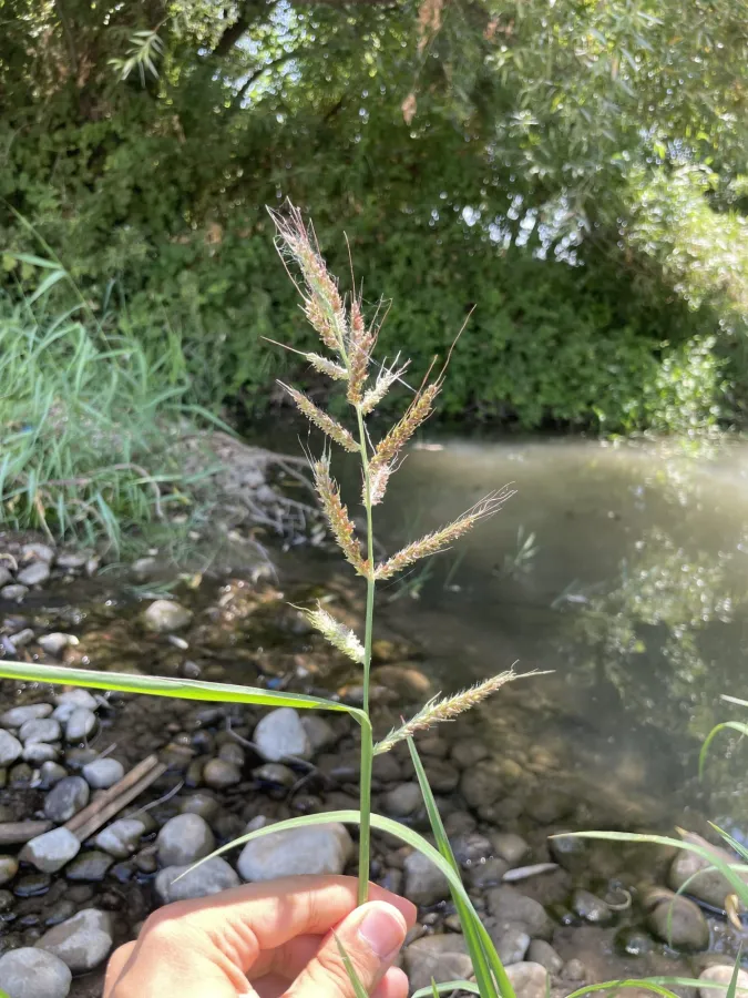 Echinochloa crus-galli
