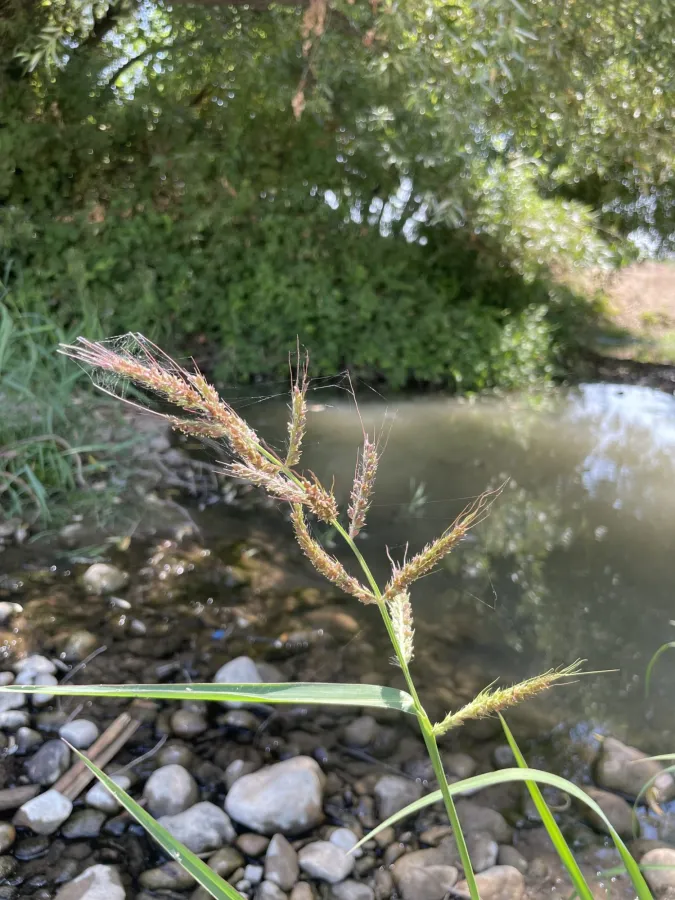 Echinochloa crus-galli