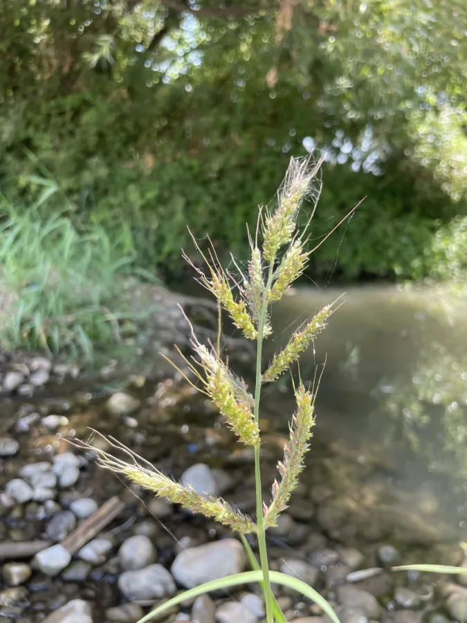 Echinochloa crus-galli