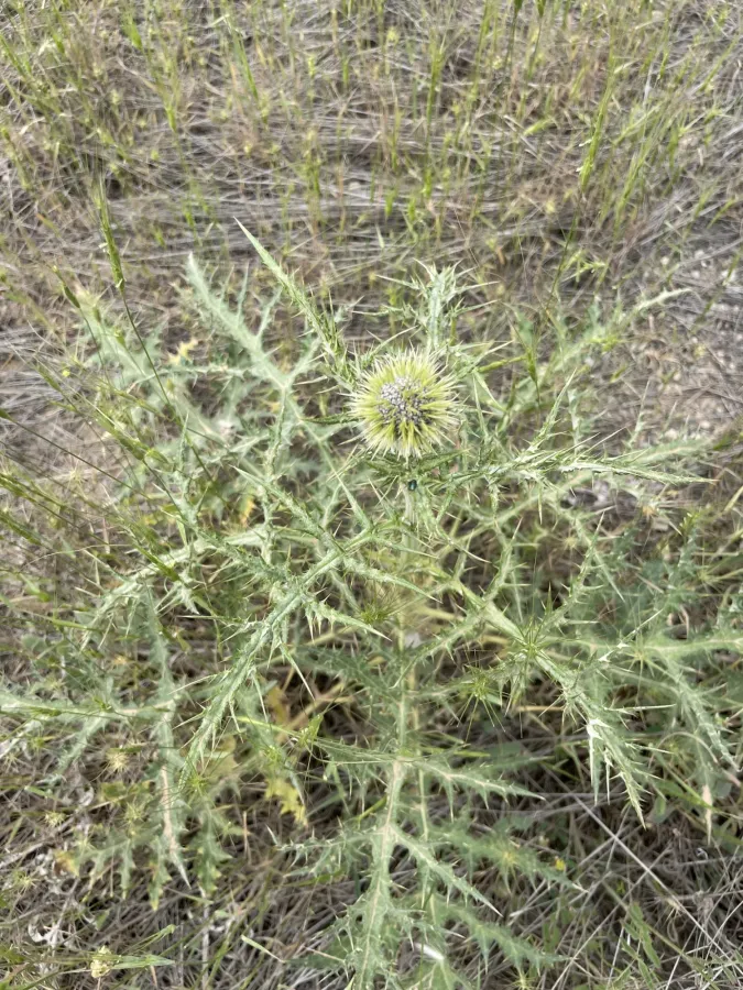 Echinops chardinii