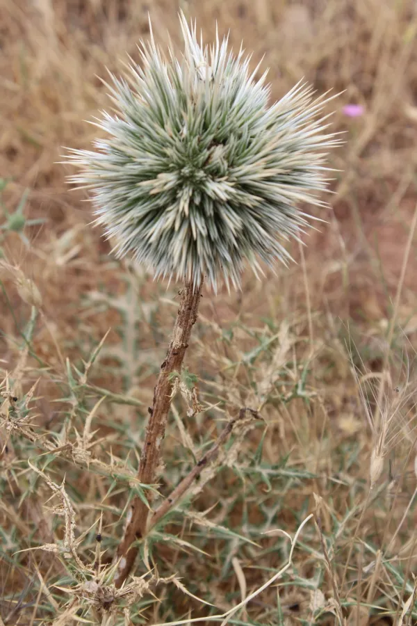 Echinops chardinii