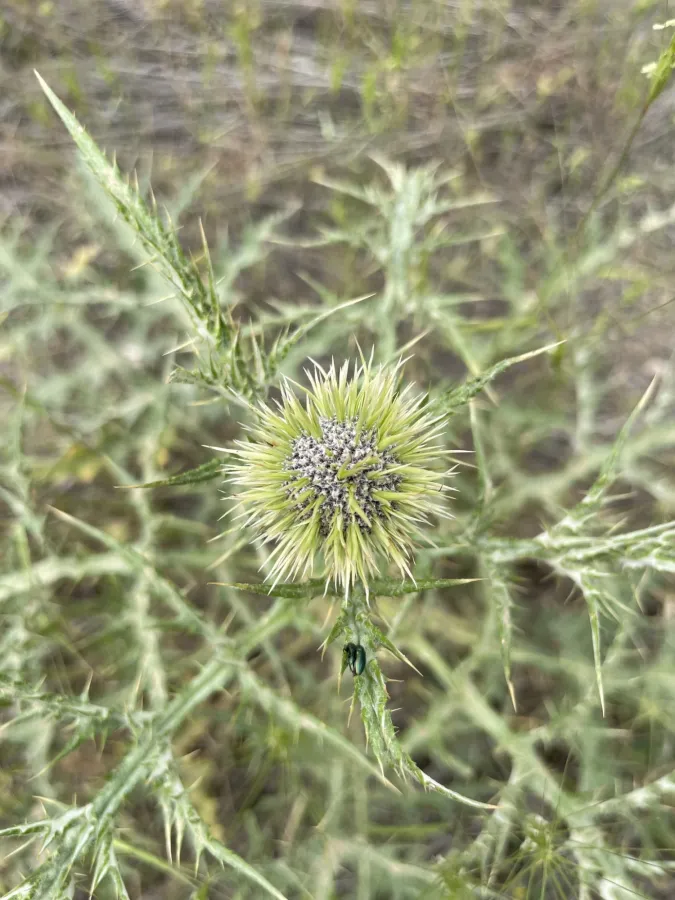 Echinops chardinii