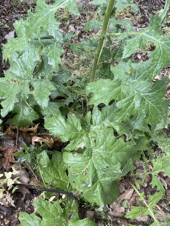 Echinops inermis