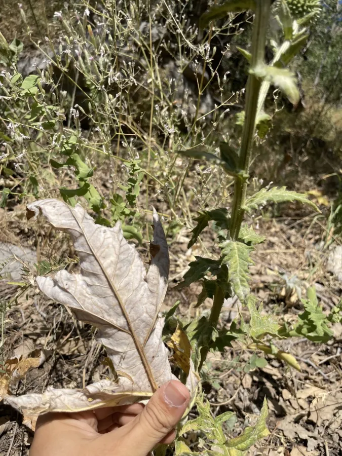 Echinops inermis