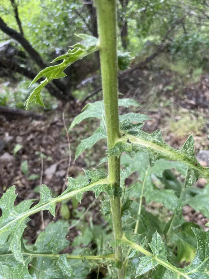 Echinops inermis
