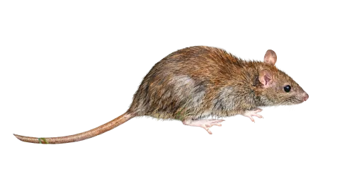 Brown Rat