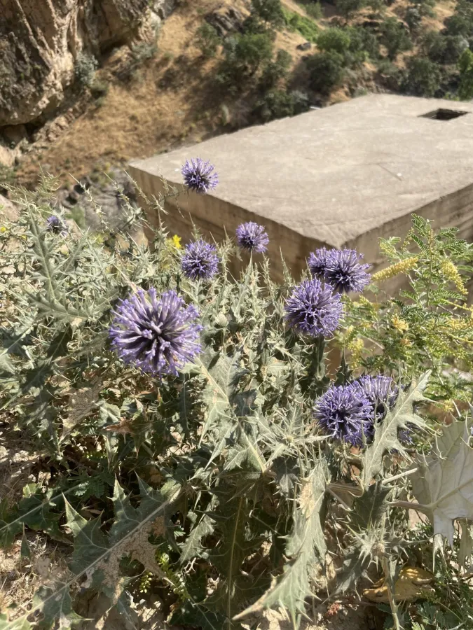 Echinops nitens