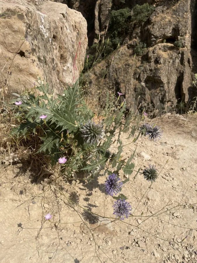 Echinops nitens
