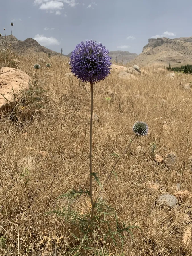 Echinops orientalis