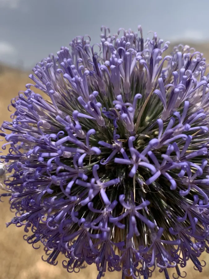 Echinops orientalis