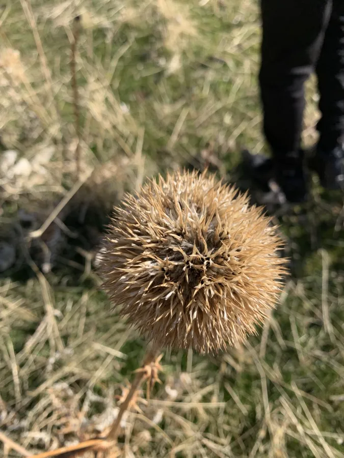 Echinops orientalis