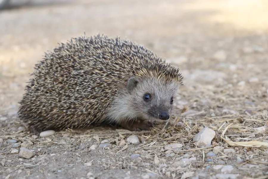 Southern White-Breasted Hedgehog