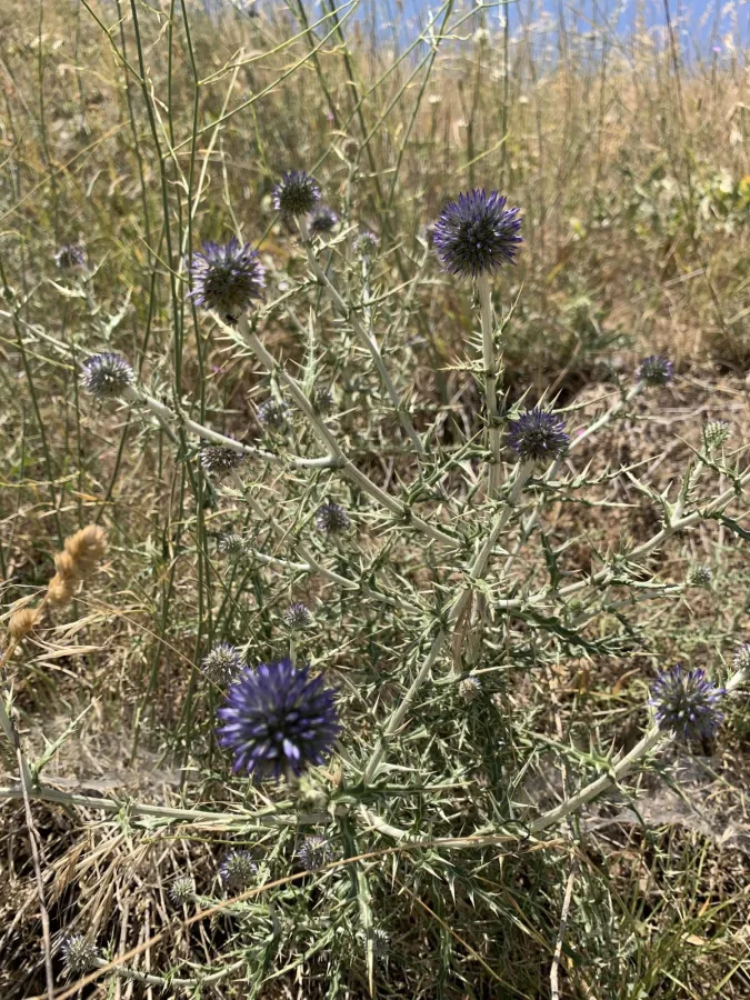 Echinops shakrokii
