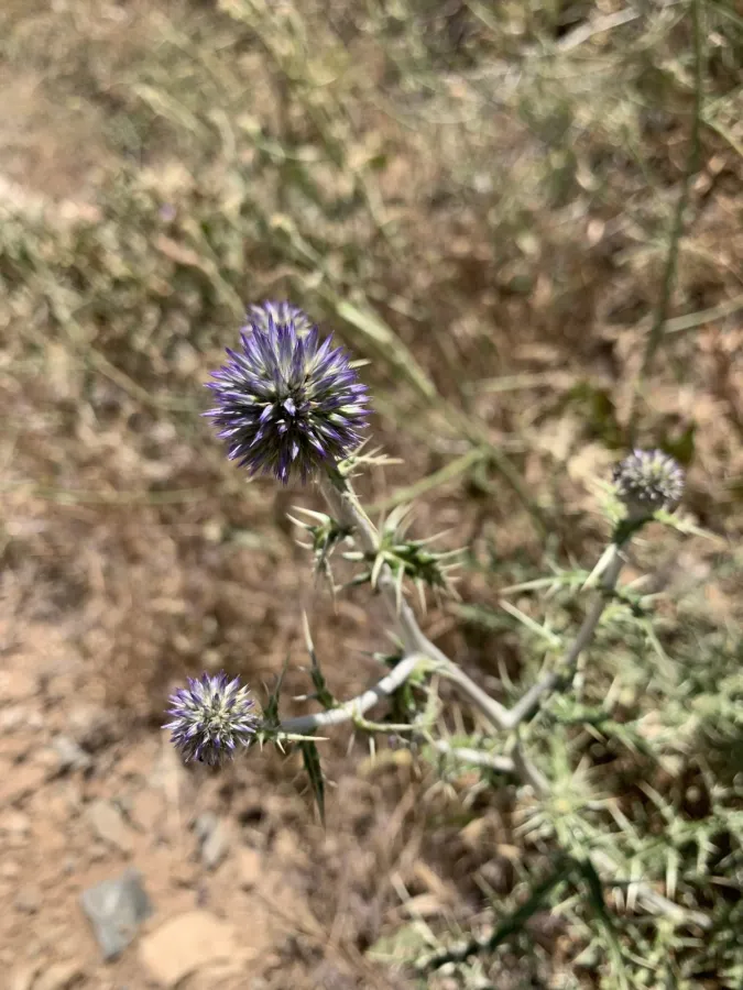 Echinops shakrokii