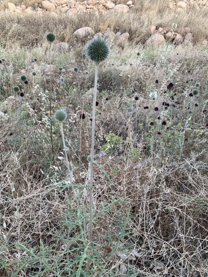 Echinops spinosissimus