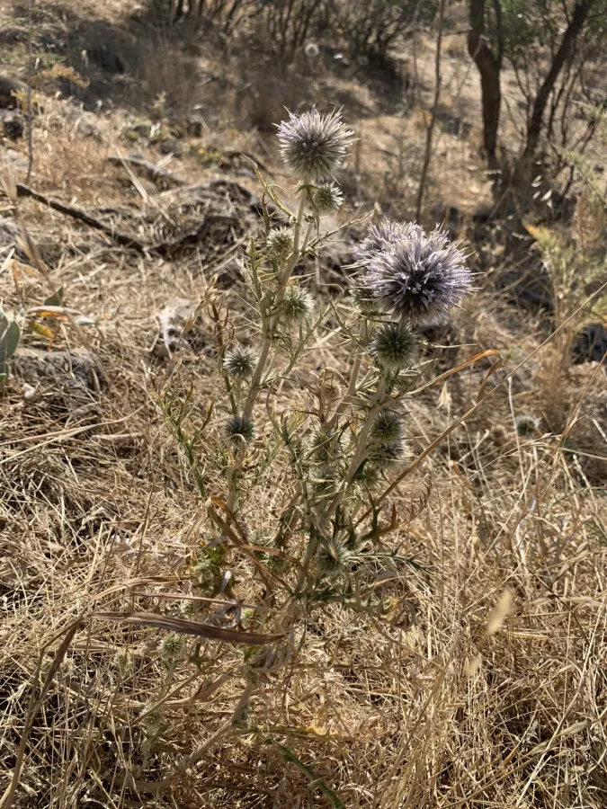 Echinops spinosissimus