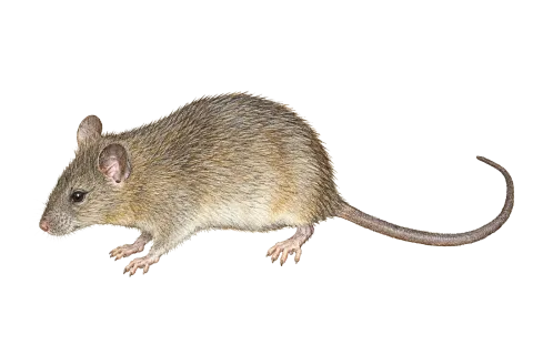 Roof Rat, House Rat