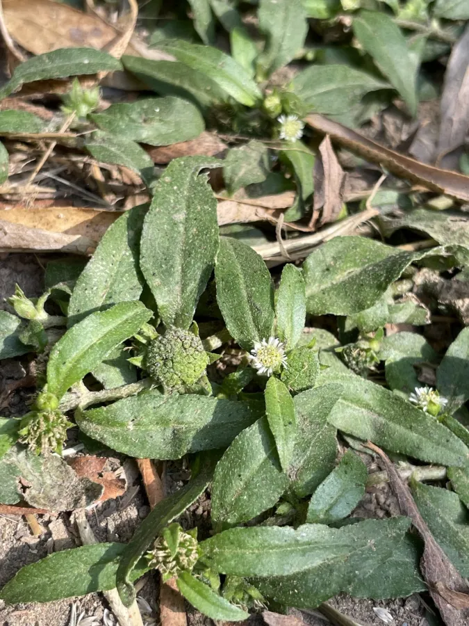 Eclipta prostrata