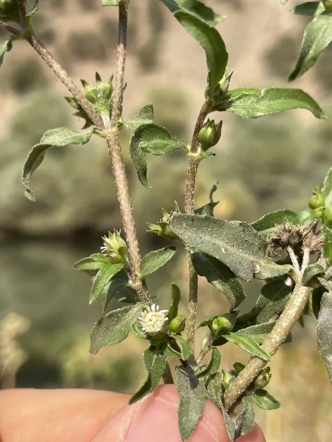 Eclipta prostrata