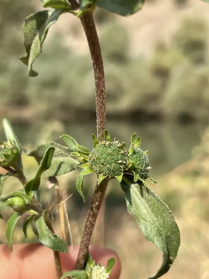 Eclipta prostrata