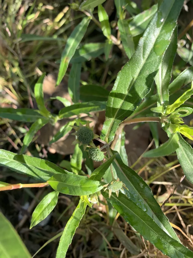 Eclipta prostrata