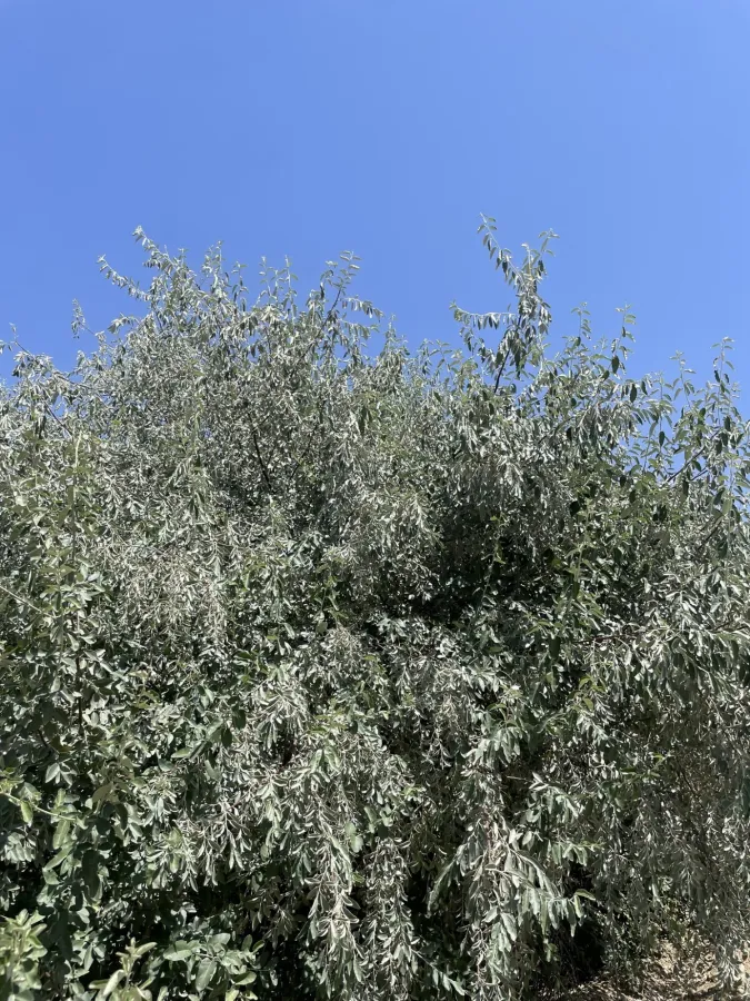 Elaeagnus angustifolia