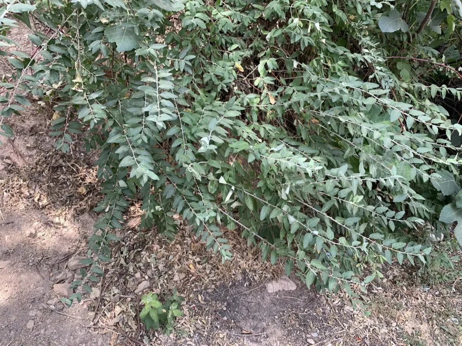Elaeagnus angustifolia