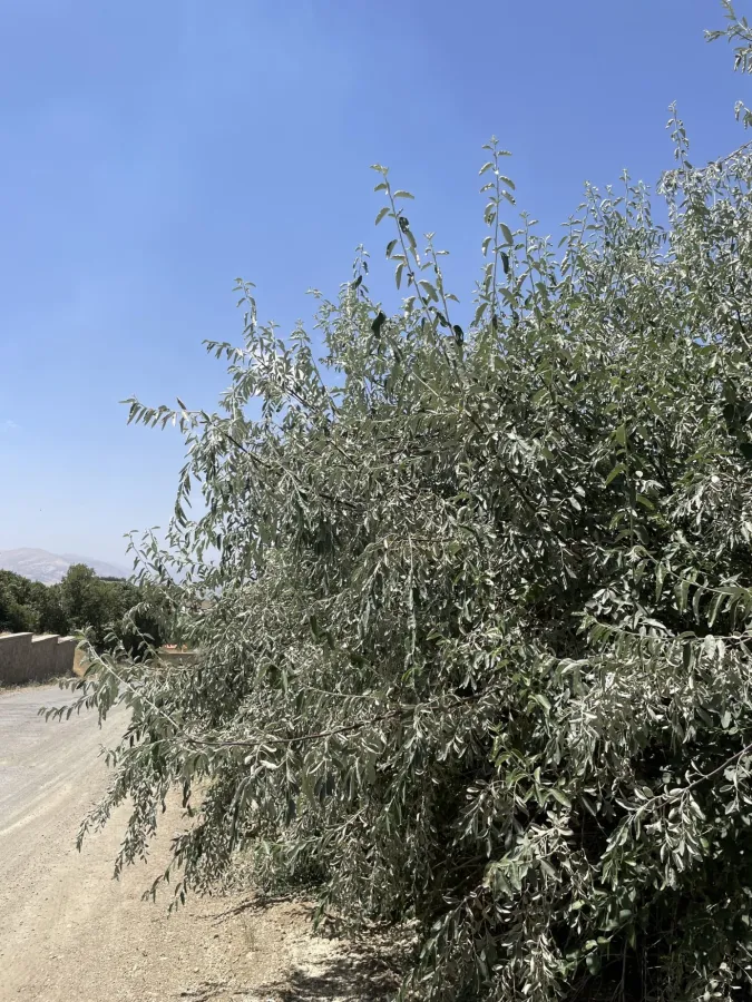 Elaeagnus angustifolia