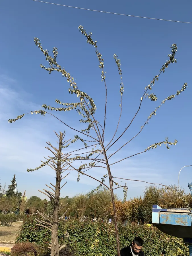 Elaeagnus angustifolia