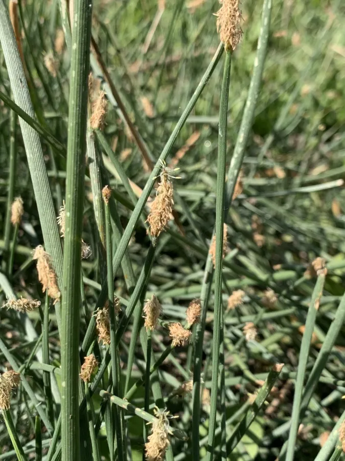 Eleocharis palustris