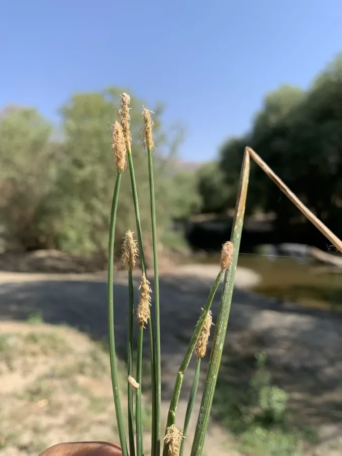 Eleocharis palustris