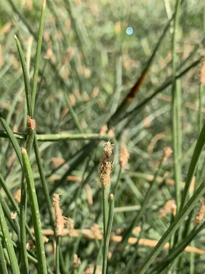 Eleocharis palustris