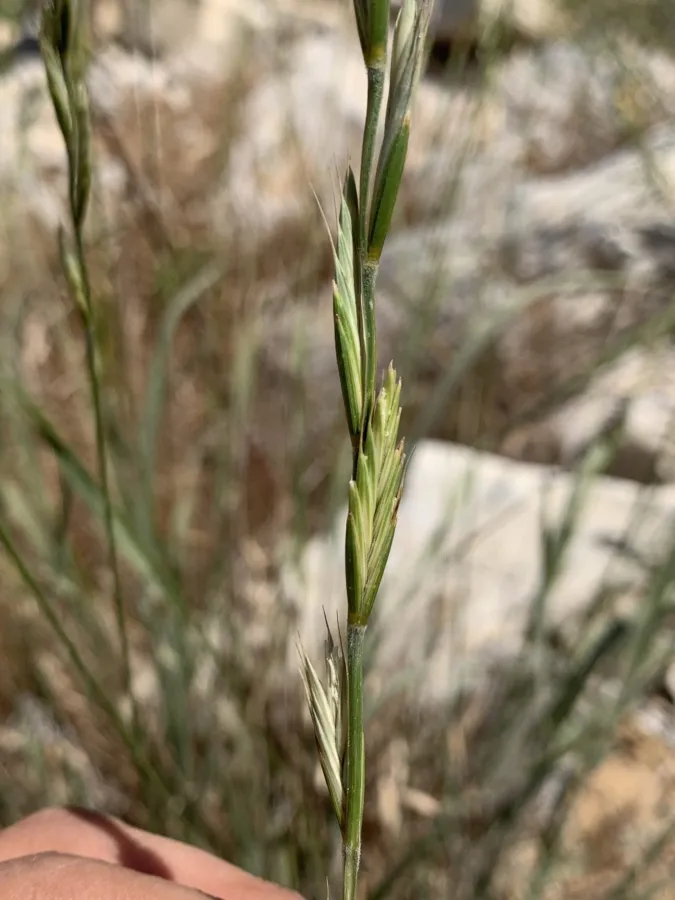 Elymus repens