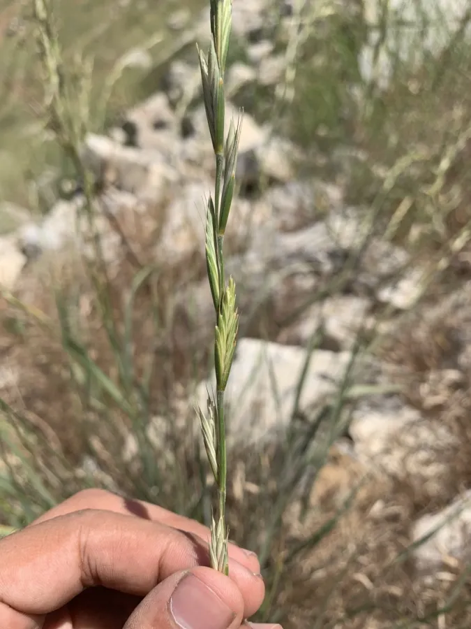 Elymus repens