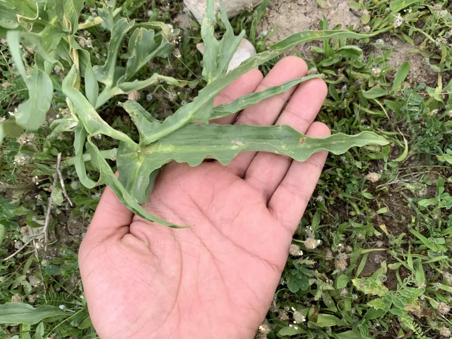 Eminium spiculatum