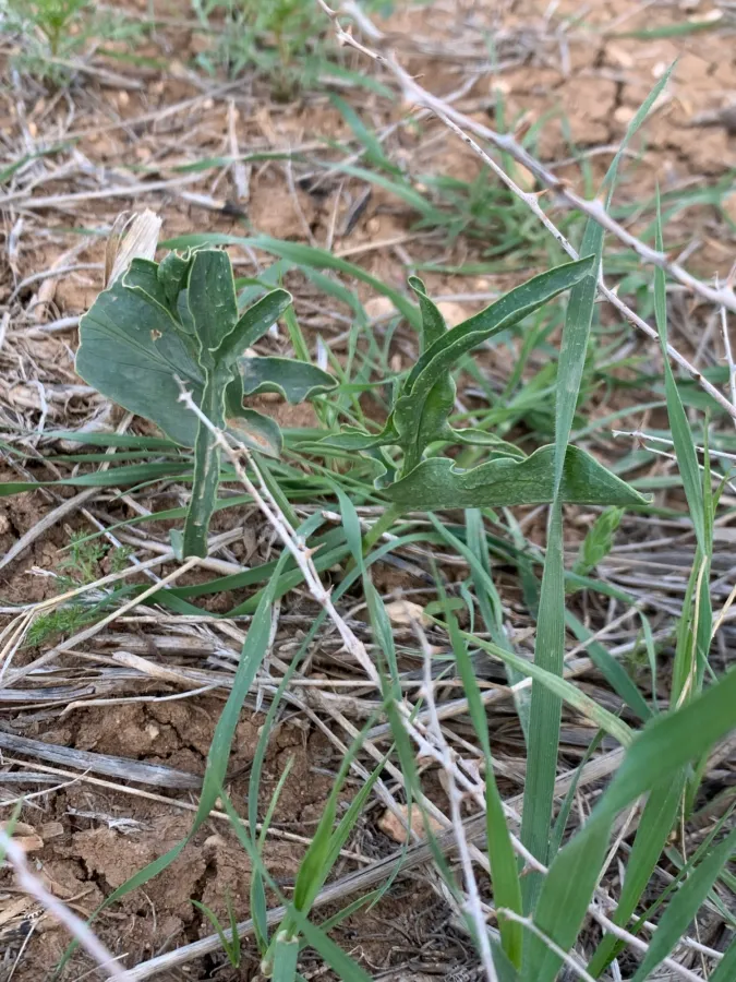 Eminium spiculatum