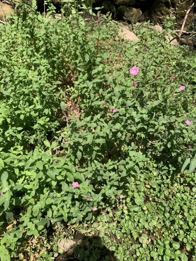 Epilobium hirsutum