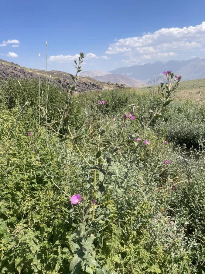 Epilobium hirsutum