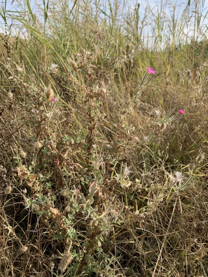 Epilobium hirsutum