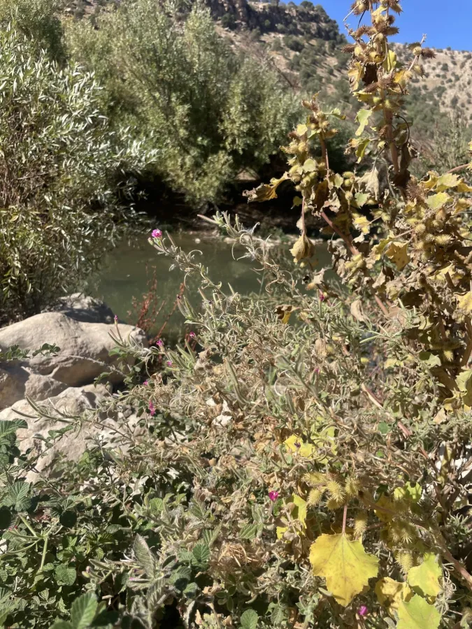 Epilobium hirsutum