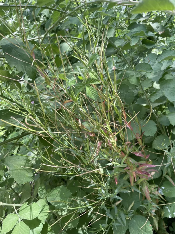 Epilobium parviflorum