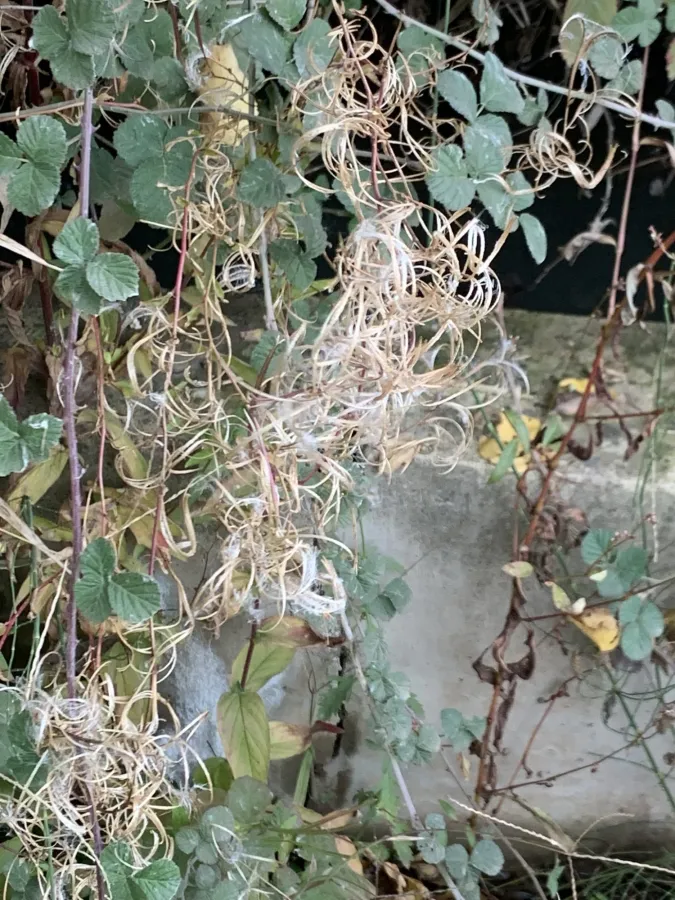 Epilobium parviflorum