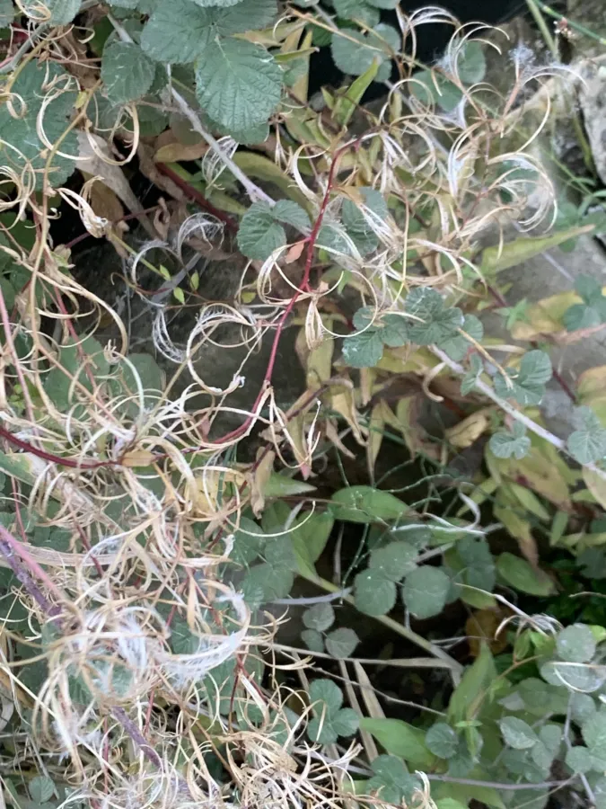 Epilobium parviflorum