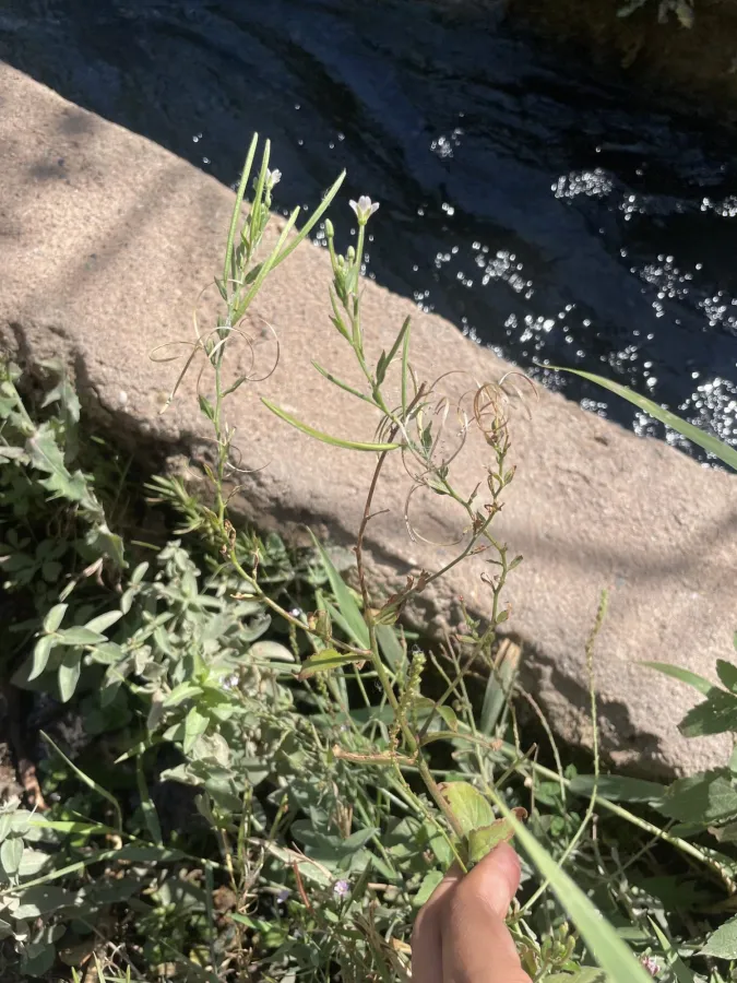 Epilobium parviflorum