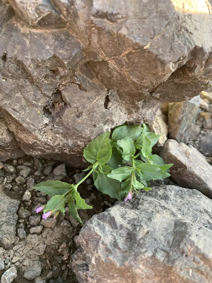 Epilobium ponticum