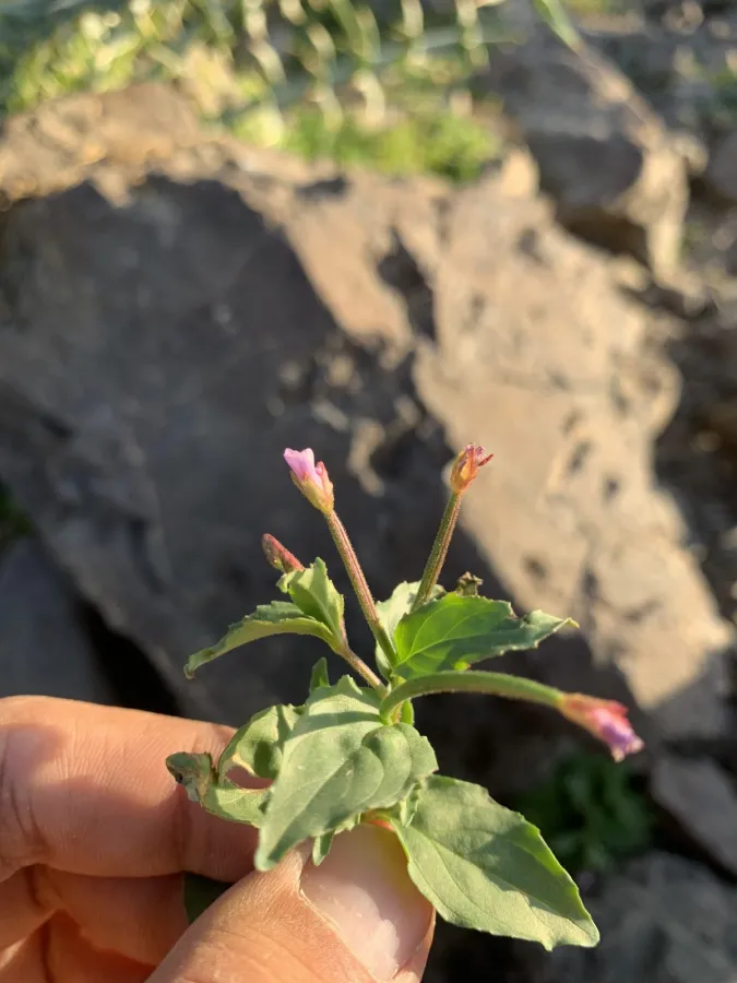 Epilobium ponticum